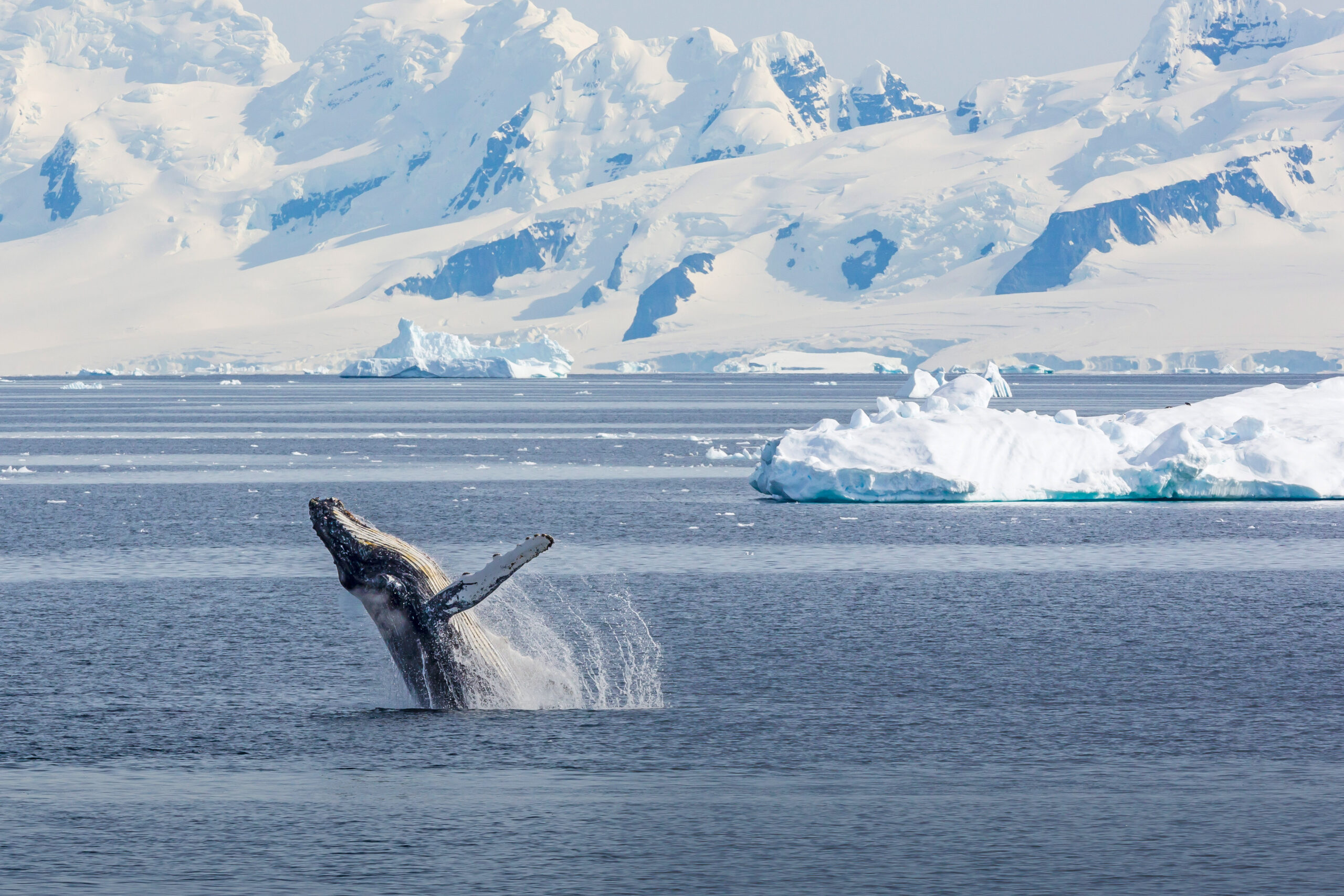 Adult humpback whale breaching in the Gerlache Strait, Antarctica, Polar Regions.